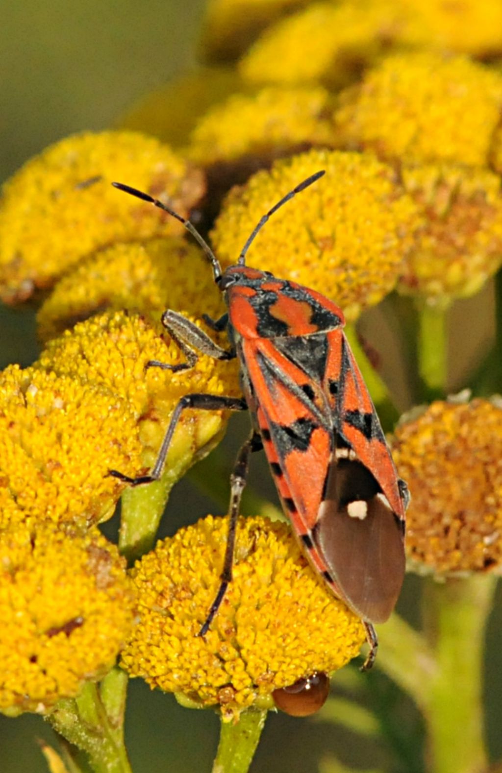 Spilostethus saxatilis? No, S. pandurus del Piemonte (CN)